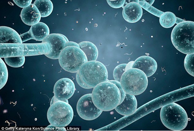 CDC alert: Candida Auris - The latest superbug creation -- Health