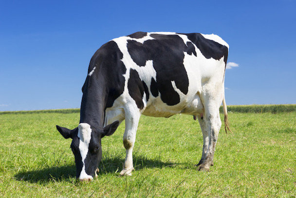 Click to enlarge grass fed meat, free-range meat