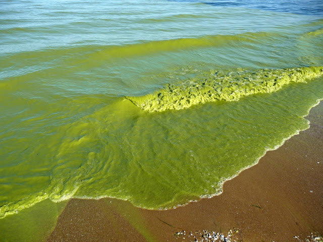 Click to enlarge algae blooms