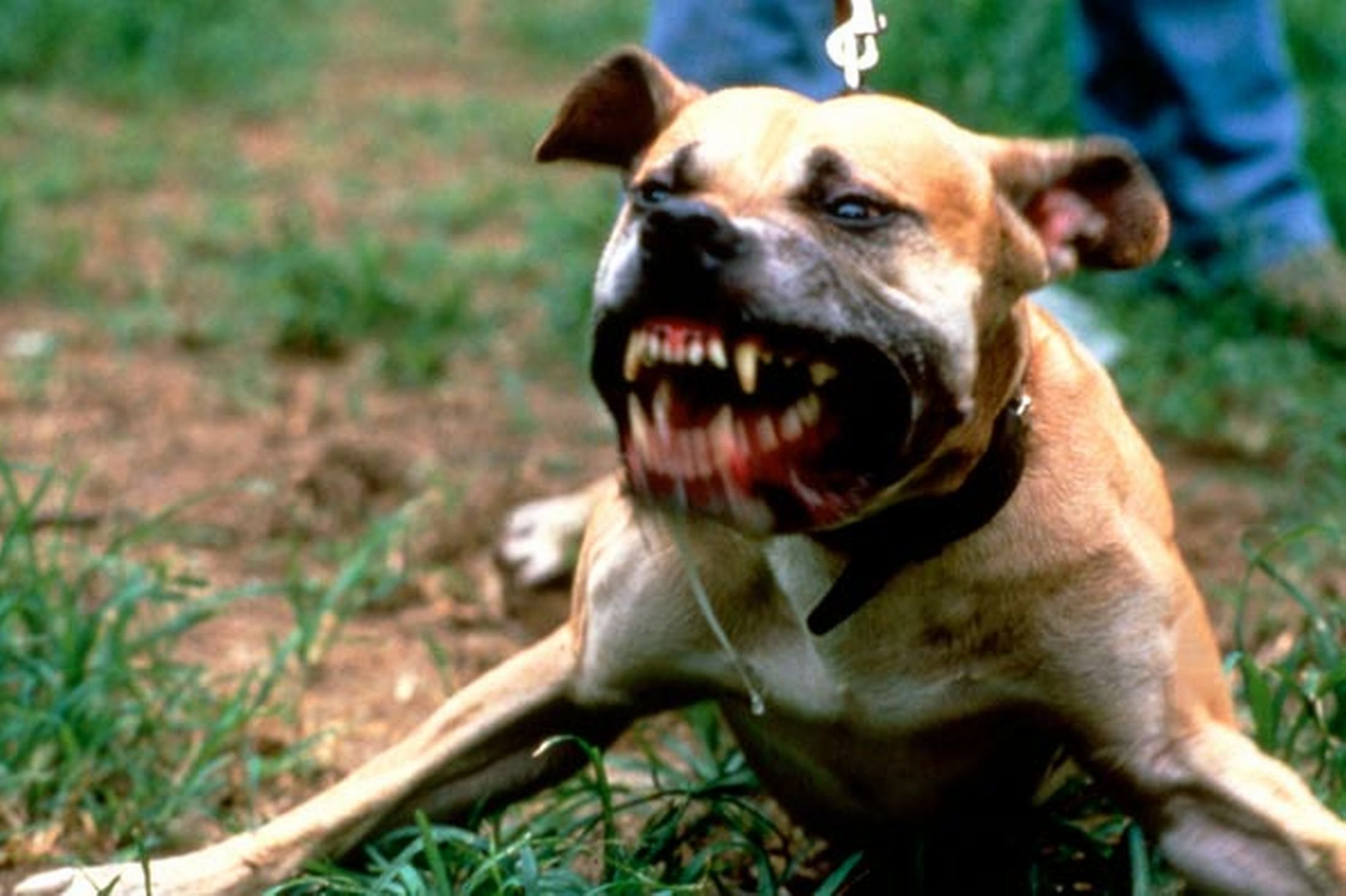 pit bull