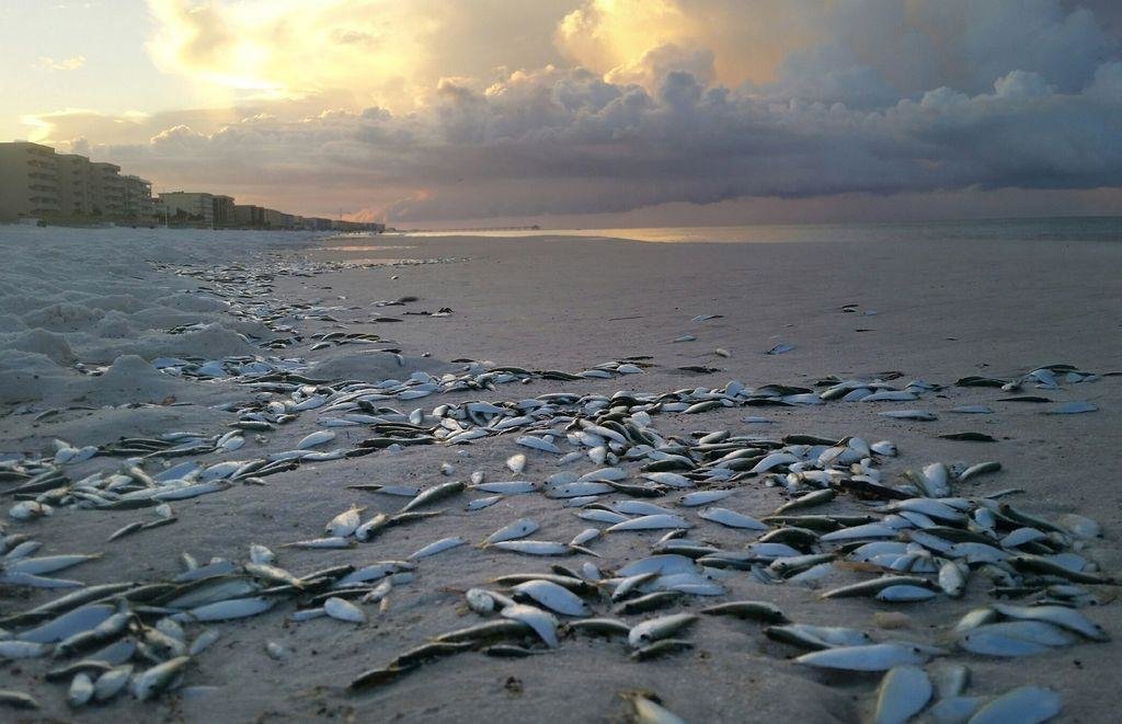 Dead fish on Okaloosa Island