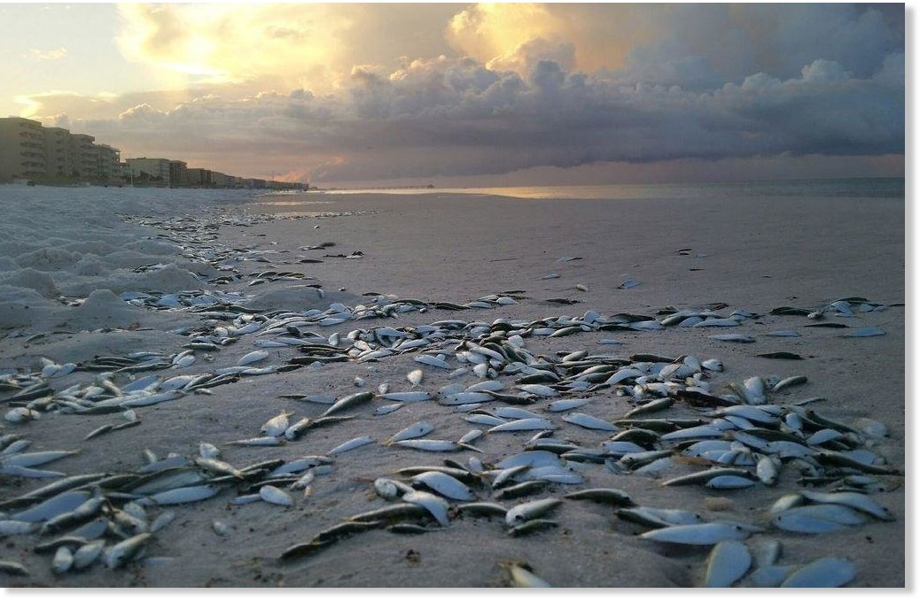 Dead fish wash up on Okaloosa Island, Florida Earth Changes