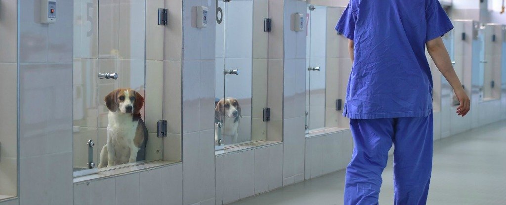 cloned dogs