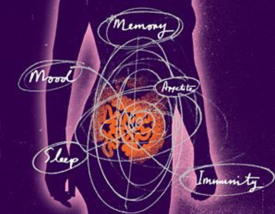 gut brain connection