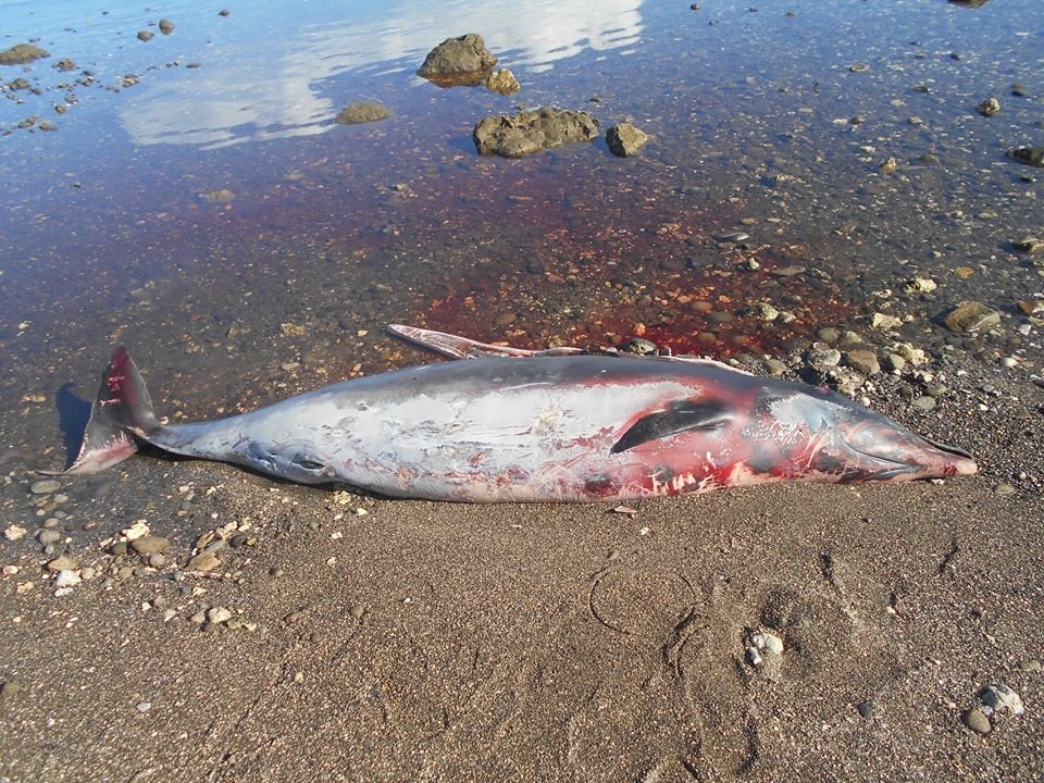Dead beaked whale