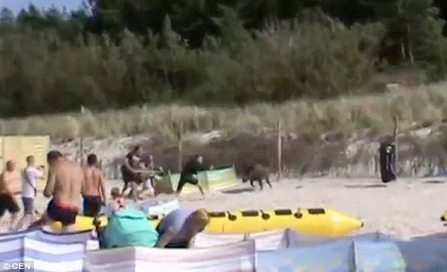 Click to enlarge This is the moment an enraged wild boar (pictured) charged at sunbathers relaxing on a beach after it emerged from a nearby forest in Karwia, northern Poland