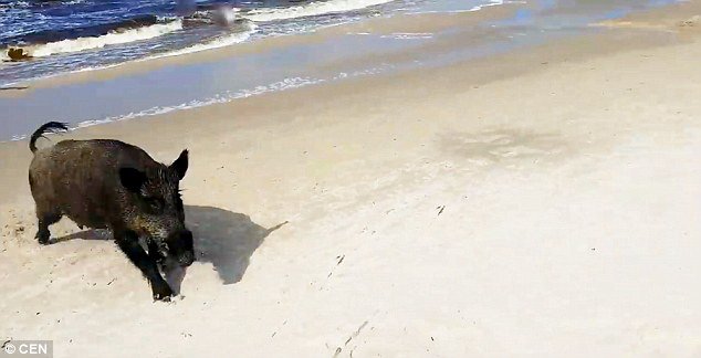 Click to enlarge The animal appeared to be on a rampage, even chasing panicked tourists into the sea at the beach