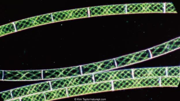 Click to enlarge Photosynthetic machinery