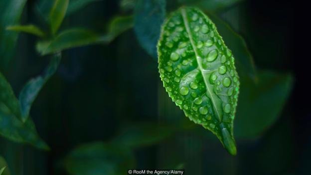 Quantum physics explain photosynthesis