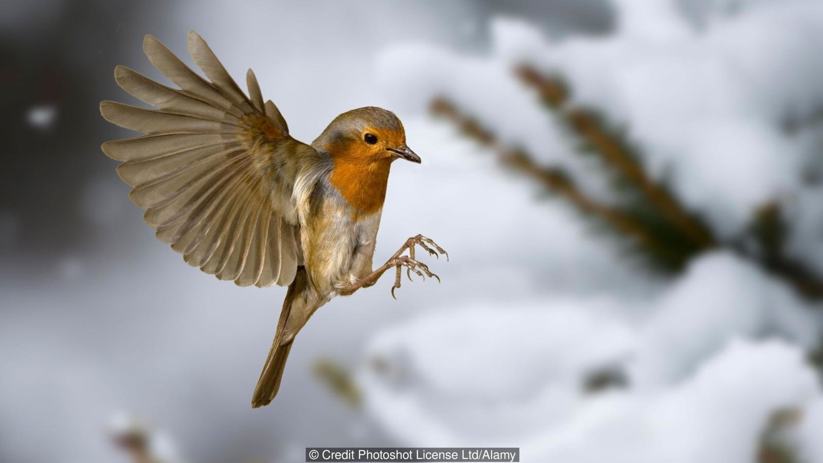 Click to enlarge Robin flying