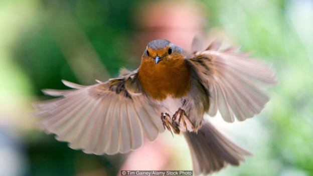 Click to enlarge Birds wings