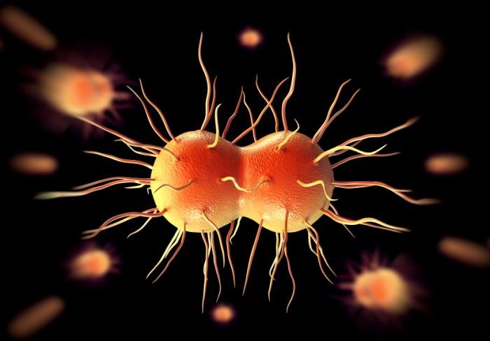 Click to enlarge gonorrhea bacteria