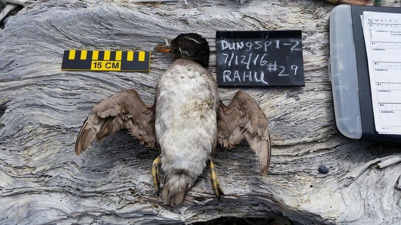 A rhinoceros auklet found dead at Dungeness Spit National Wildlife Refuge. 