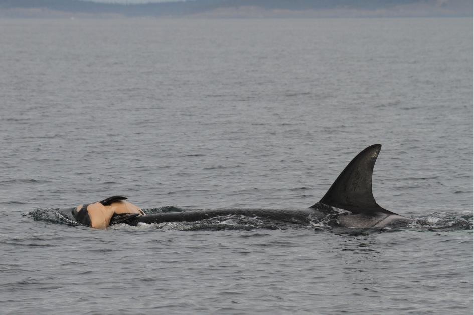 A mother orca carries her dead newborn. Several species of whales show signs of mourning.