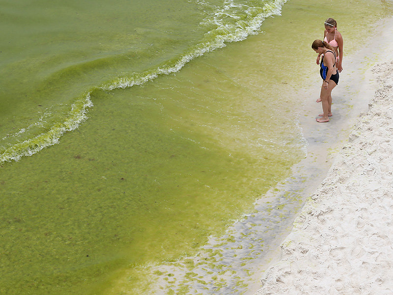 florida algae
