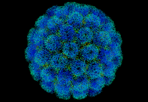 Click to enlarge virus evolution