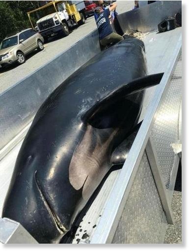 A pilot whale died on Monday after it was stranded on a sandbar in Chatham.