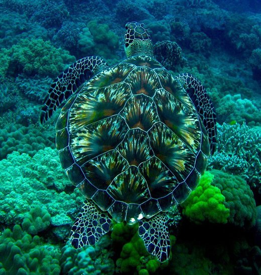 Click to enlarge Sea reaf