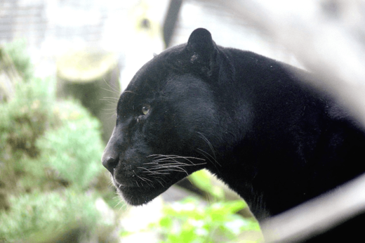 Black panther