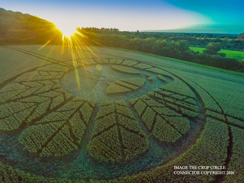alien crop circle