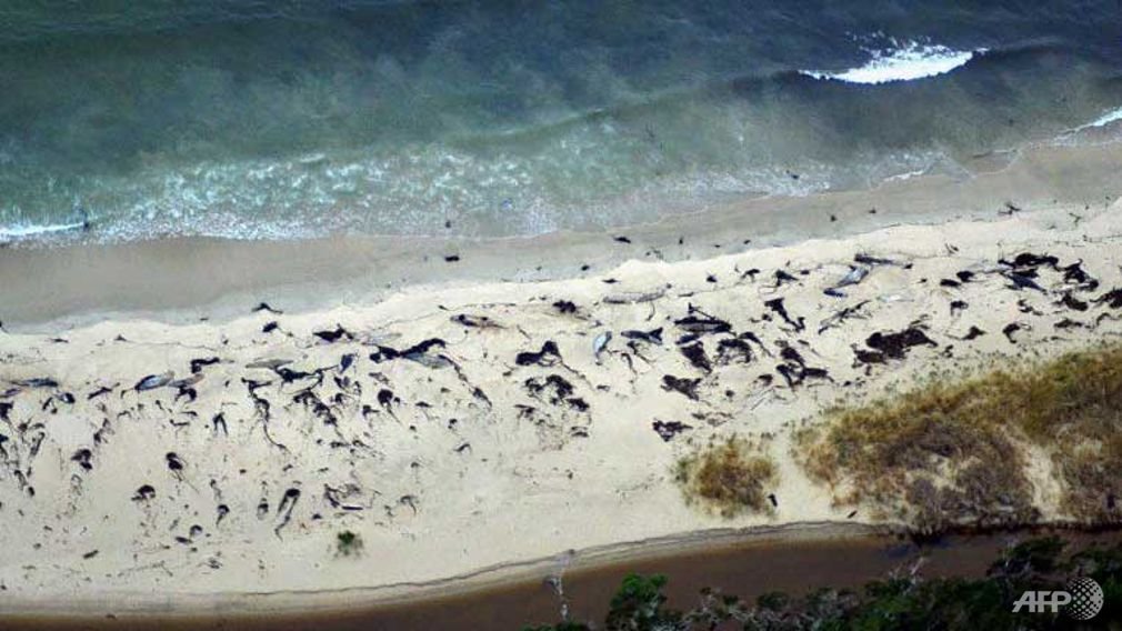Handout picture released by Sernapesca on Jul 20, 2016 showing dead whales found in the Chilean Patagonia seashore, near the port of Aysen.