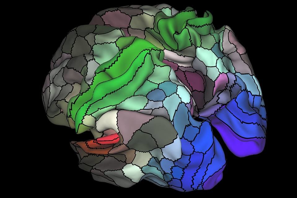 brain map
