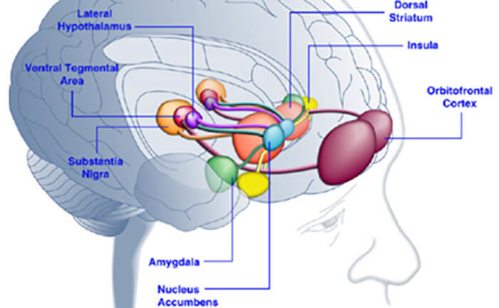 Click to enlarge amygdala