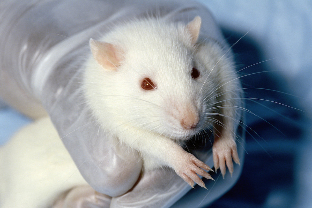 lab rat, animal testing