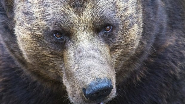 There have been 2 bear attacks in 2 days in southern Alberta. 
