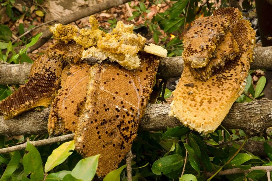 Click to enlarge Honey Comb