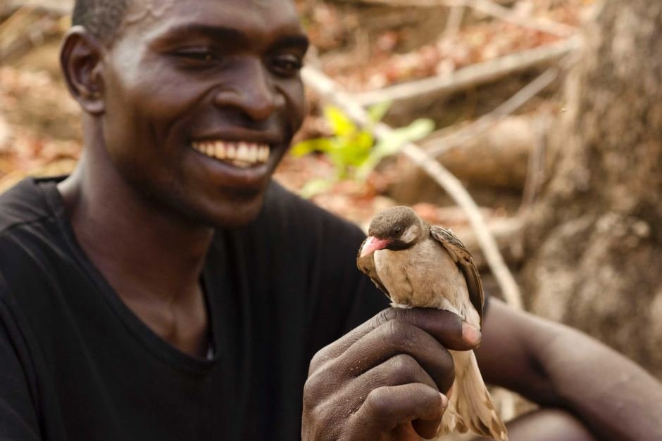 Click to enlarge Honeyguide and Honey Hunter