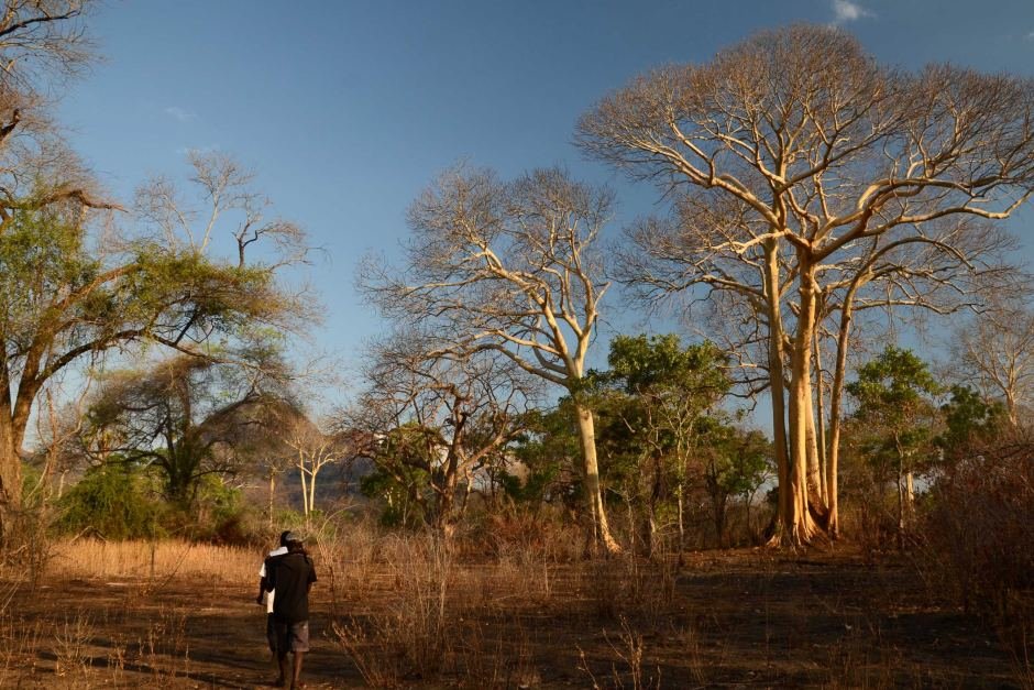 Calling for Honeyguides