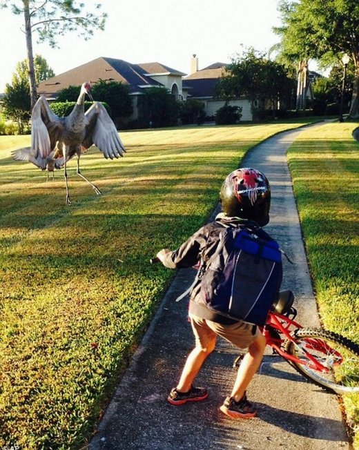 Bird in attack