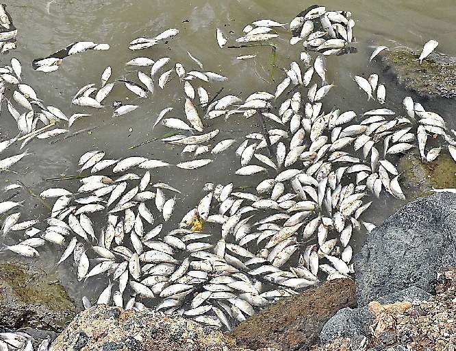 Dead fishes seen floating along the Gulf of Paria coast near Mosquito Creek in La Romaine on Wednesday.