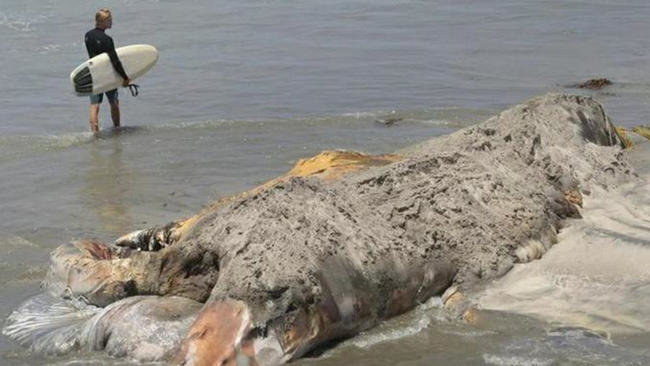 decomposing whale