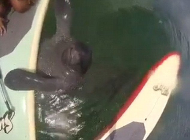 The manatee was happy to chill out with Celine and her friend, floating with the pair for a moment before he swam away
