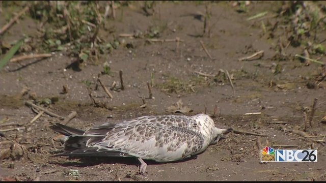 Dead gull