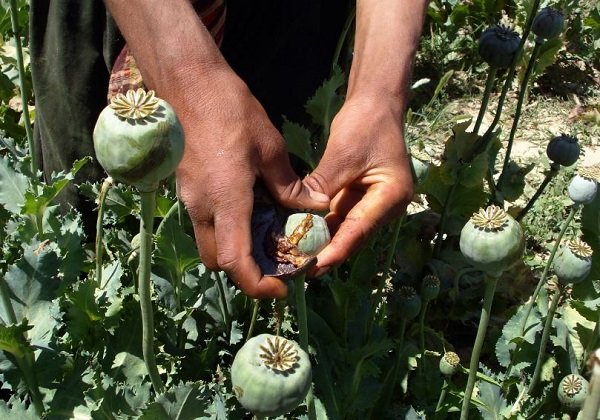 Click to enlarge heroin cultivation