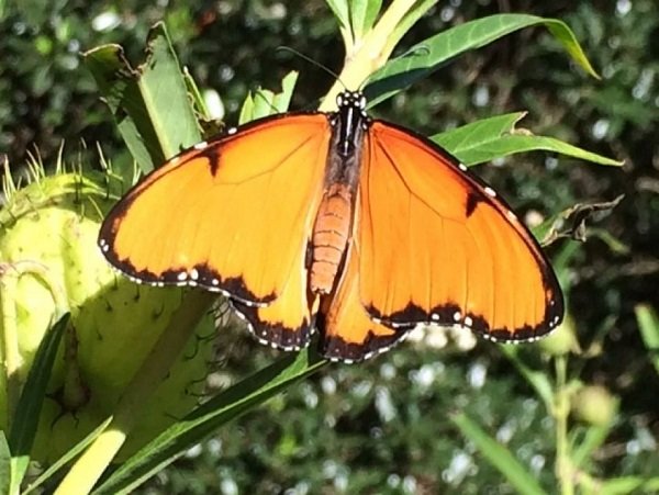 butterfly
