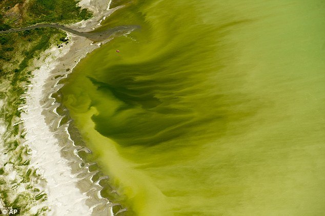 algae bloom utah