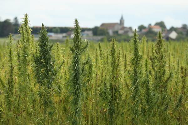 Click to enlarge Hemp plants