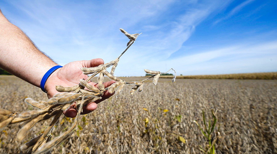 Click to enlarge genetically modified soy beans