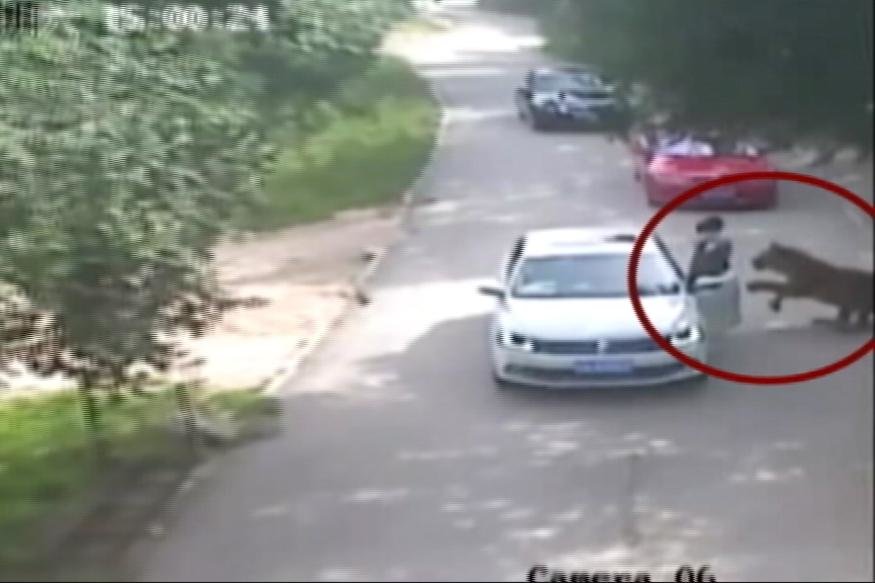Click to enlarge Tiger attack