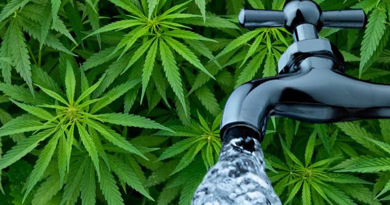 cannabis in water
