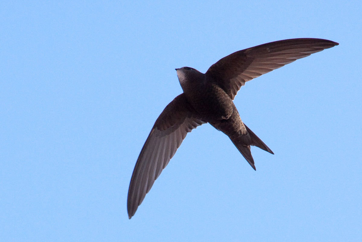 Click to enlarge Common swift (Apus apus)
