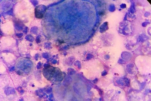 Click to enlarge herpes virus