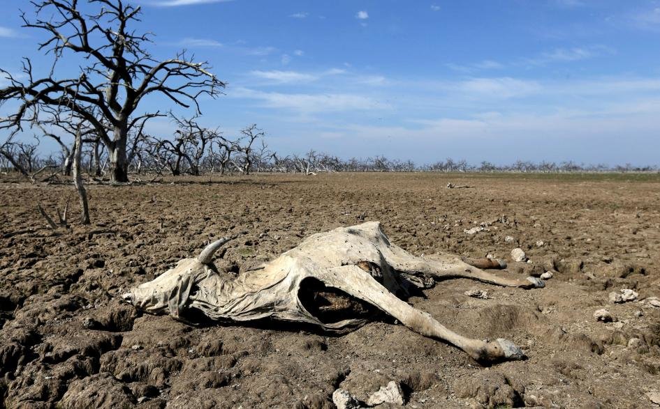 A cattle carcass on the Agropil ranch, in Boquerón, on the border between Paraguay and Argentina. The Pilcomayo River is suffering through its worst drought in almost two decades while cattle and wildlife pay the price.