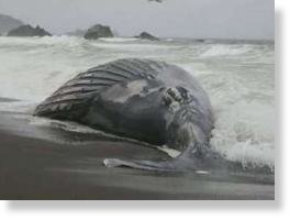 Click to enlarge Dead whale