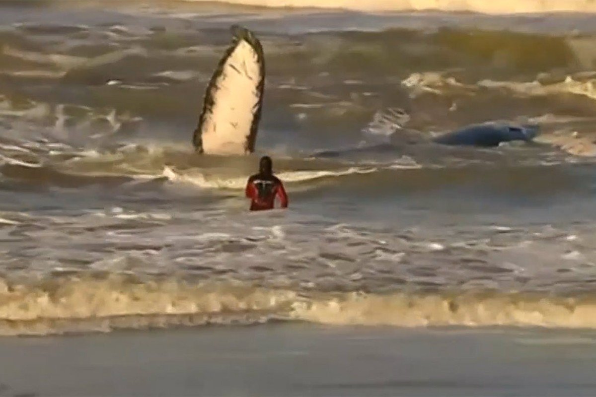 Stranded whale