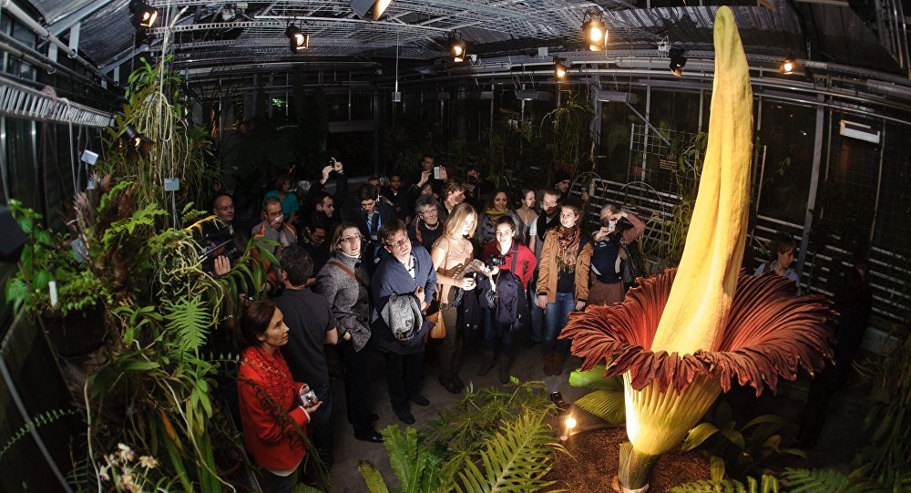 Amorphophallus titanum or the corpse flower